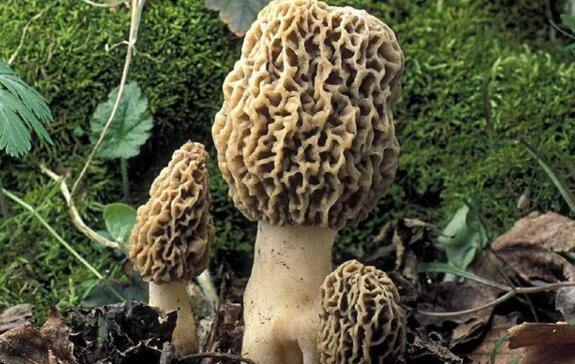 信邦建議:如何增強食用菌的市場競爭力