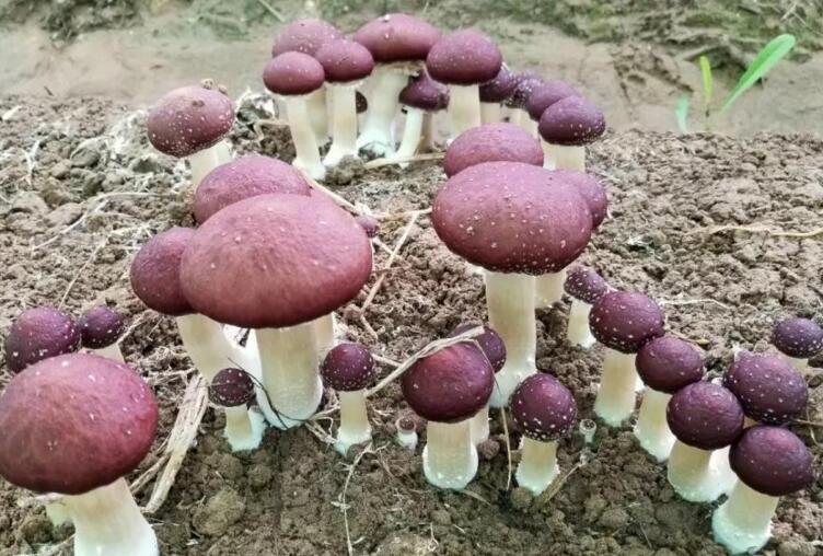 大球蓋菇 大球蓋菇